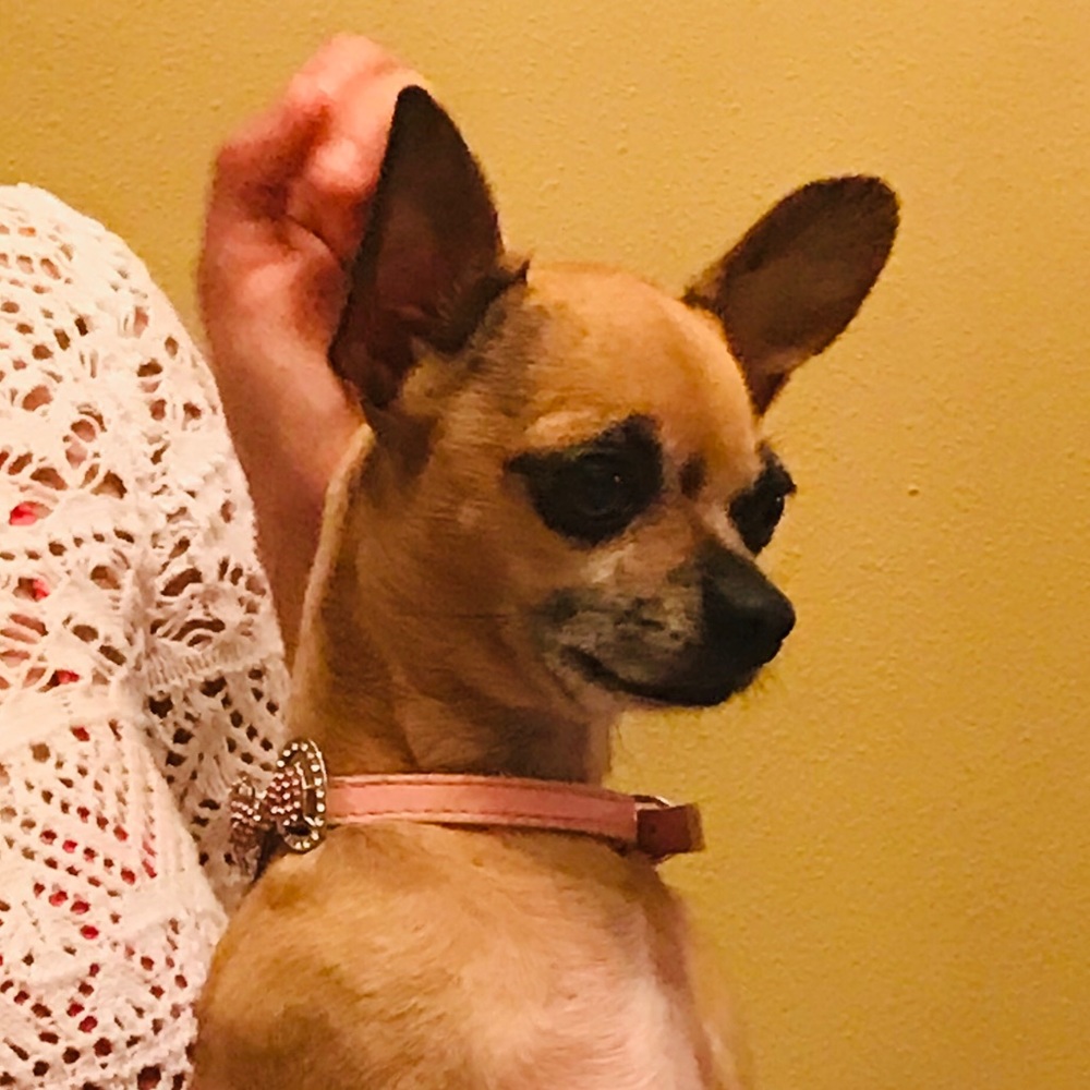 Meet your Posher, Melody!